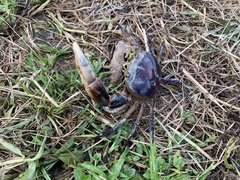 Sayamia melanodactylus