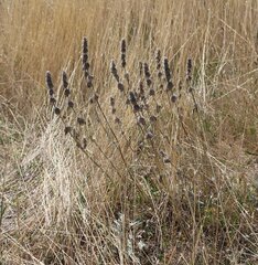 Stachys cretica