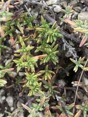 Thymus calcareus