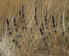 Stachys cretica