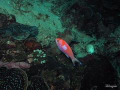 Pseudanthias pleurotaenia