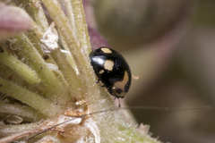 Ceratomegilla alpina