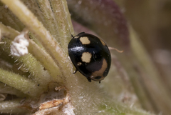 Ceratomegilla alpina