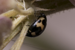 Ceratomegilla alpina