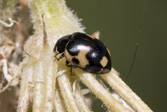 Ceratomegilla alpina