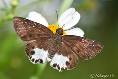 Tagiades ultra