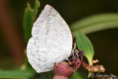 Curetis santana