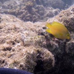 Salarias alboguttatus