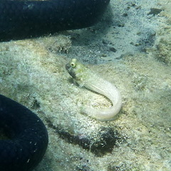 Salarias alboguttatus