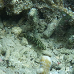 Asterropteryx semipunctata