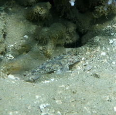 Fusigobius neophytus