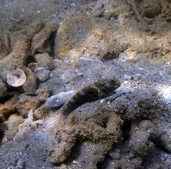 Cryptocentrus strigilliceps