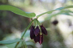 Disporum