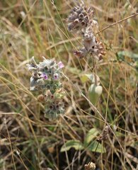 Stachys cretica