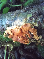 Hypocreopsis rhododendri