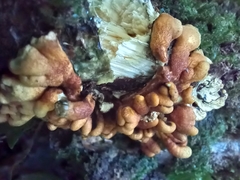 Hypocreopsis rhododendri