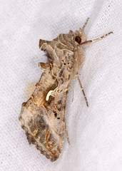 Autographa gamma