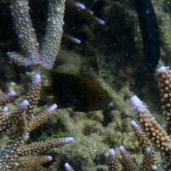 Cheiloprion labiatus