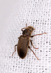 Coleoptera