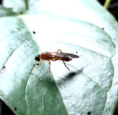 Ptecticus cingulatus