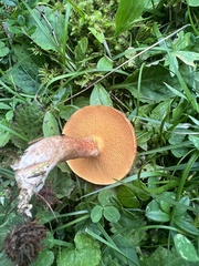 Suillus tridentinus