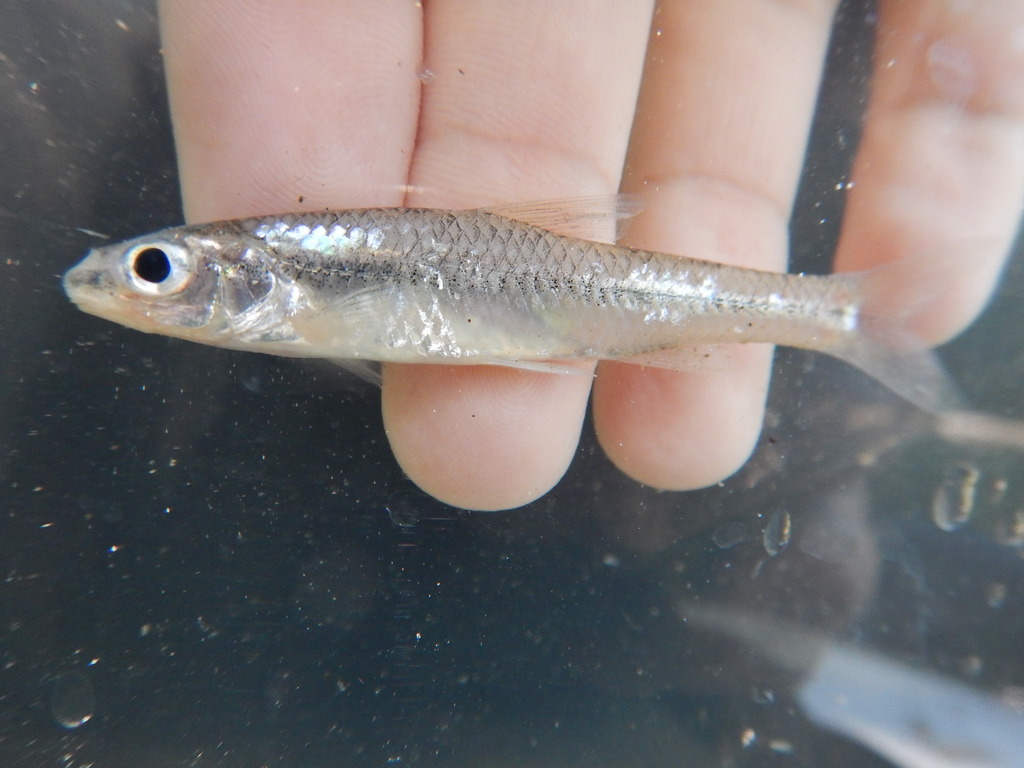 Pallid Shiner