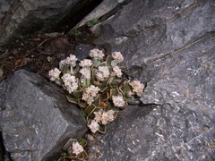 Lenophyllum guttatum