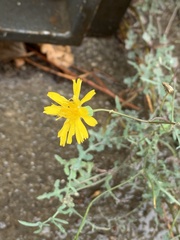 Sonchus