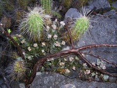 Lenophyllum guttatum