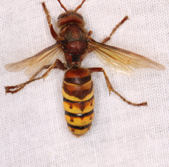 Vespa crabro