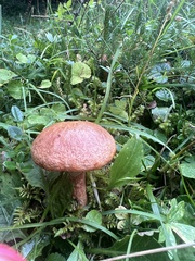 Suillus tridentinus