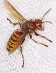 Vespa crabro