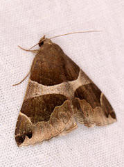Dysgonia algira