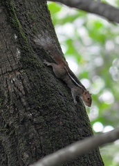 Funambulus tristriatus