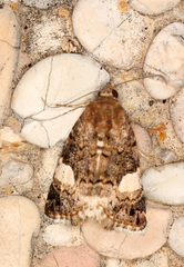 Tyta luctuosa