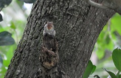 Funambulus tristriatus