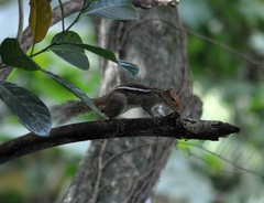 Funambulus tristriatus