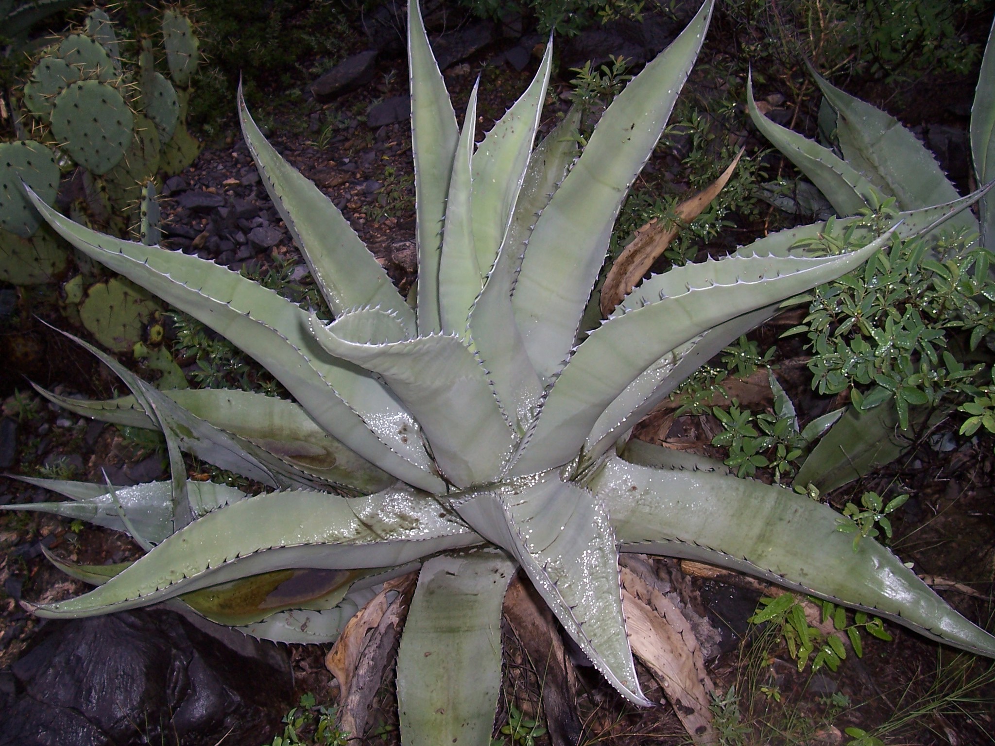 Rough century plant (Agave asperrima) · iNaturalist