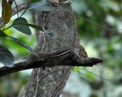 Funambulus tristriatus