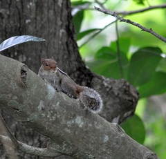 Funambulus tristriatus