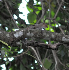 Funambulus tristriatus