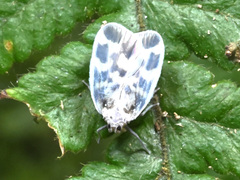 Borysthenes maculatus