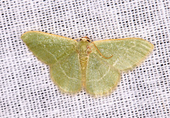 Phaiogramma etruscaria