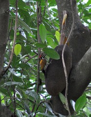 Dinopium benghalense