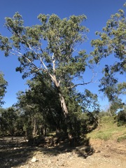 Eucalyptus raveretiana
