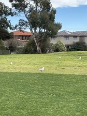 Chroicocephalus novaehollandiae