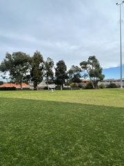 Chroicocephalus novaehollandiae