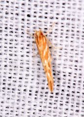 Pyroderces argyrogrammos