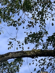 Pycnonotus aurigaster