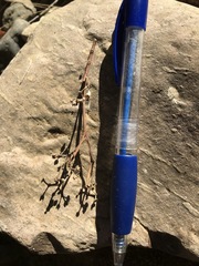 Eucalyptus raveretiana